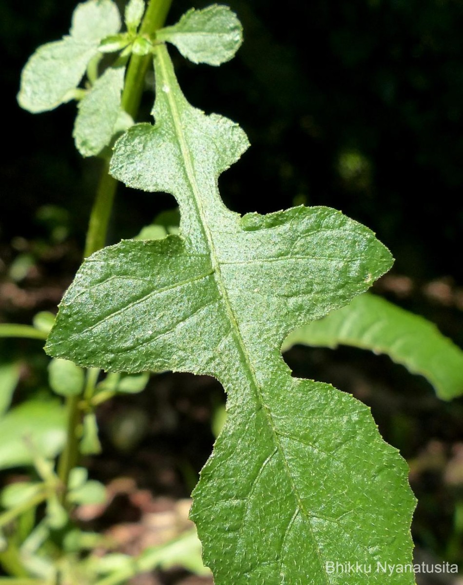 Pluchea paniculata (Willd.) Karthik. & Moorthy